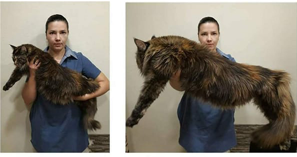 Maine Coon Xxl