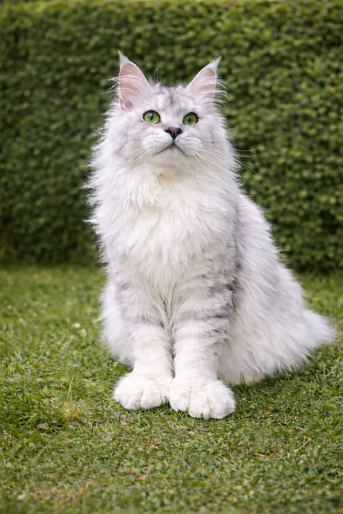 alt=`femelle Maine Coon polydactyle xxl black tortie silver shaded tabby tabby chatterie black draco`s`