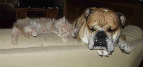 chaton maine coon, bull dog anglais