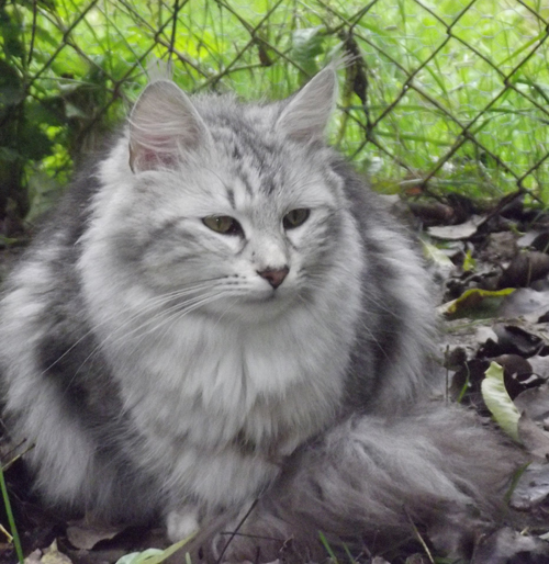 maine coon chatterie bengalcoon.net