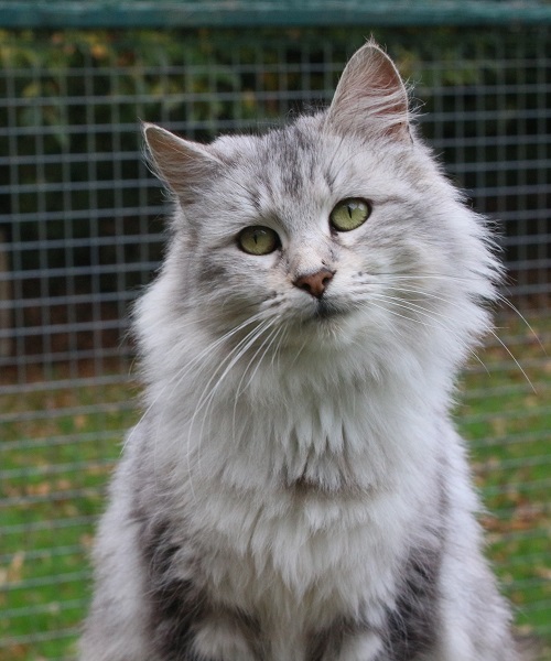 dina de la grange jacob, femelle maine coon black silver, outcross, fondation, f4