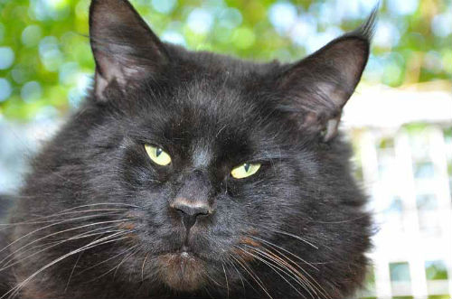 maine coon black chatterie bengalcoon.net