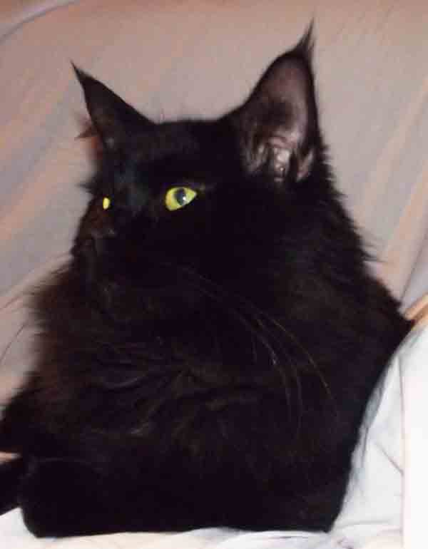 male maine coon black solid, somacoon eros