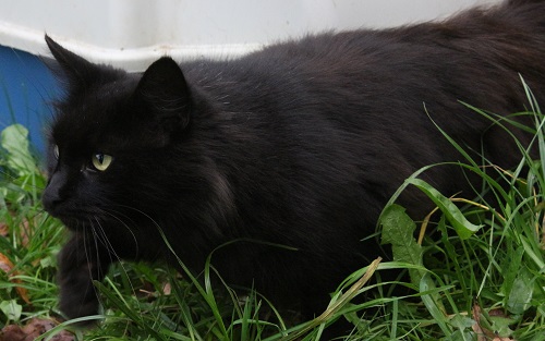 gina du trident, femelle maine coon noire