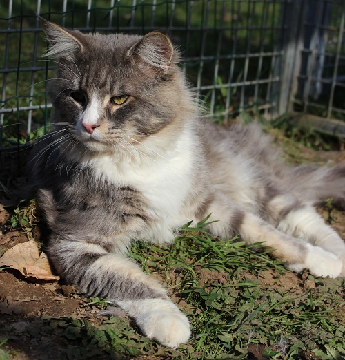 black draco maine coon