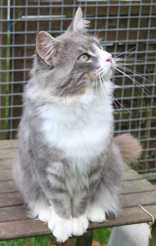 male maine coon bleu blotched tabby et blanc