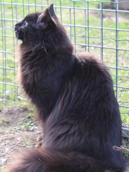 maine coon black, maine coon noir, maine coon fondation, maine coon outcross