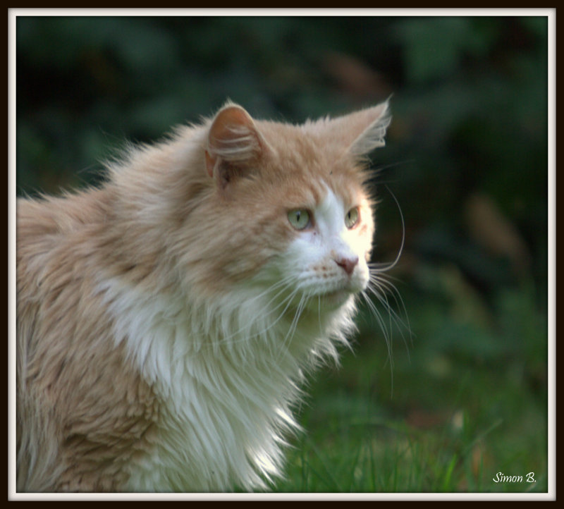 maine coon chatterie bengalcoon.net