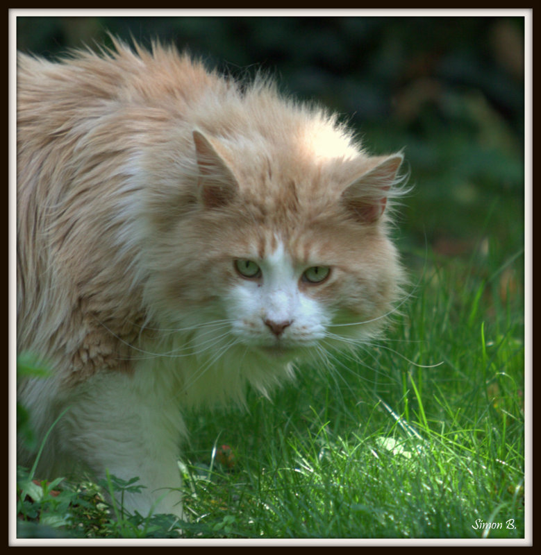 maine coon chatterie bengalcoon.net