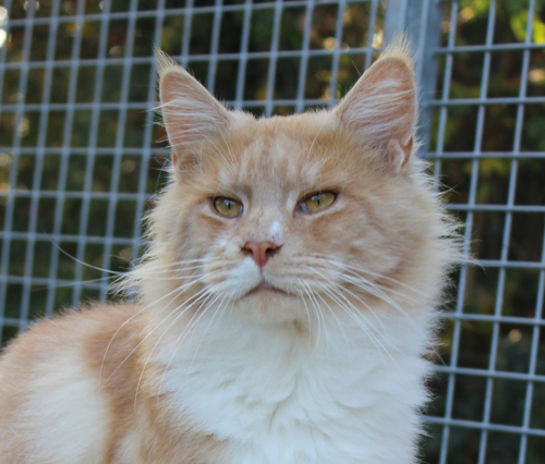 james west des chevaliers noirs, male maine coon red smoke et blanc