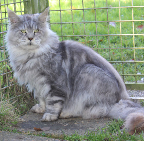 somacoon jigolo male black silver, chatterie bengalcoon. black draco 