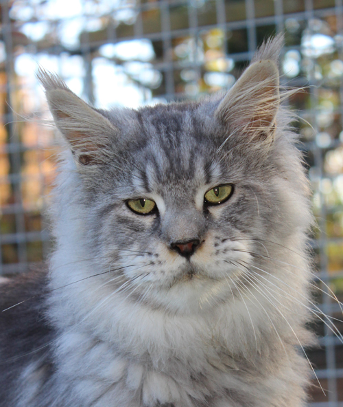 somacoon jigolo, male black silver