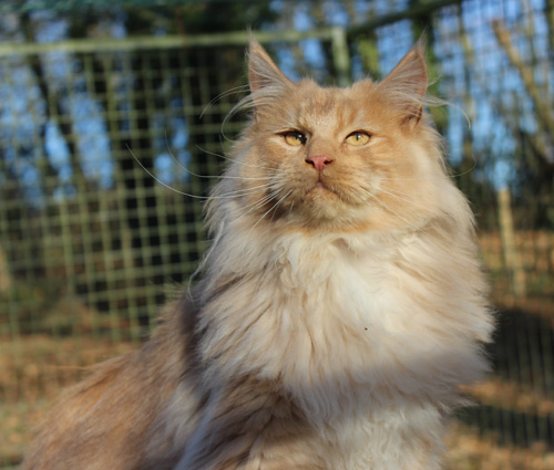 matcho man PP, male maine coon créme smoke polydactyle