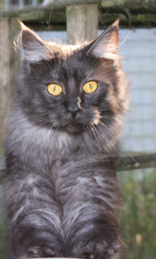 black draco la noiraude, femelle maine coon black smoke