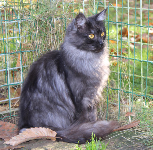 black draco la noiraude, femelle maine coon black smoke