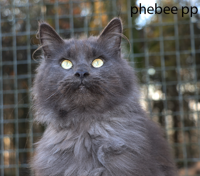 maine coon xxl, maine coon shaded, maine coon smoke, maine coon silver