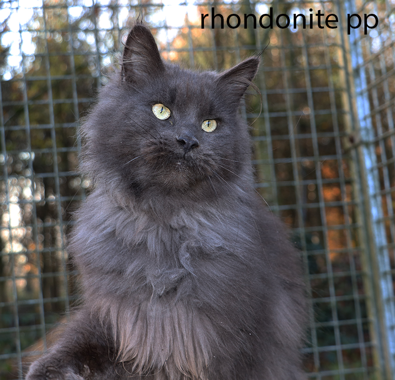 maine coon xxl, maine coon shaded, maine coon smoke, maine coon silver