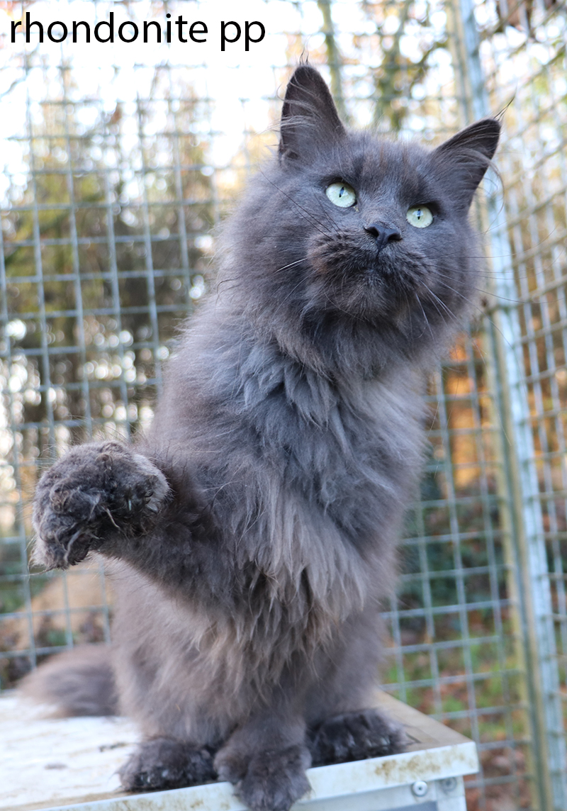 maine coon xxl, maine coon shaded, maine coon smoke, maine coon silver