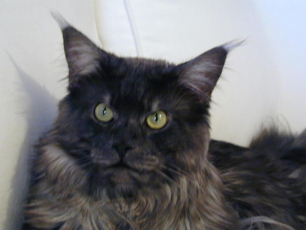 Male Maine Coon Black Smoke