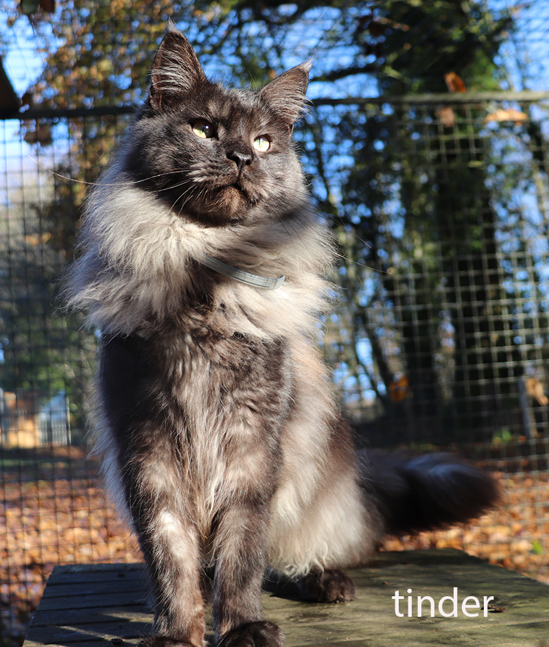 maine coon xxl, maine coon shaded, maine coon smoke, maine coon silver