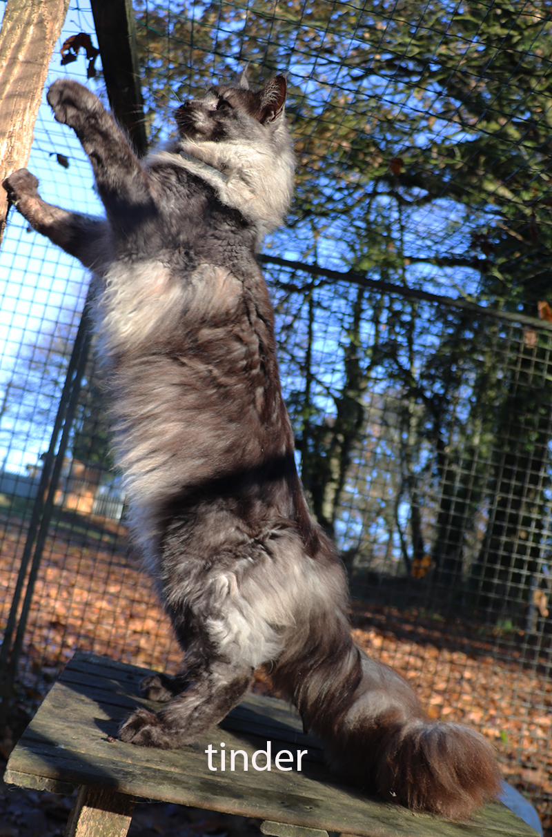 maine coon xxl, maine coon shaded, maine coon smoke, maine coon silver