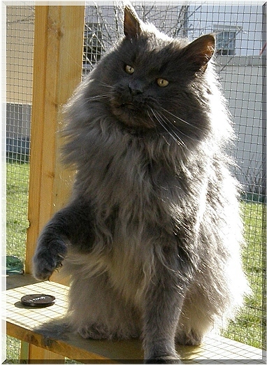 top gun summerplace maine coon