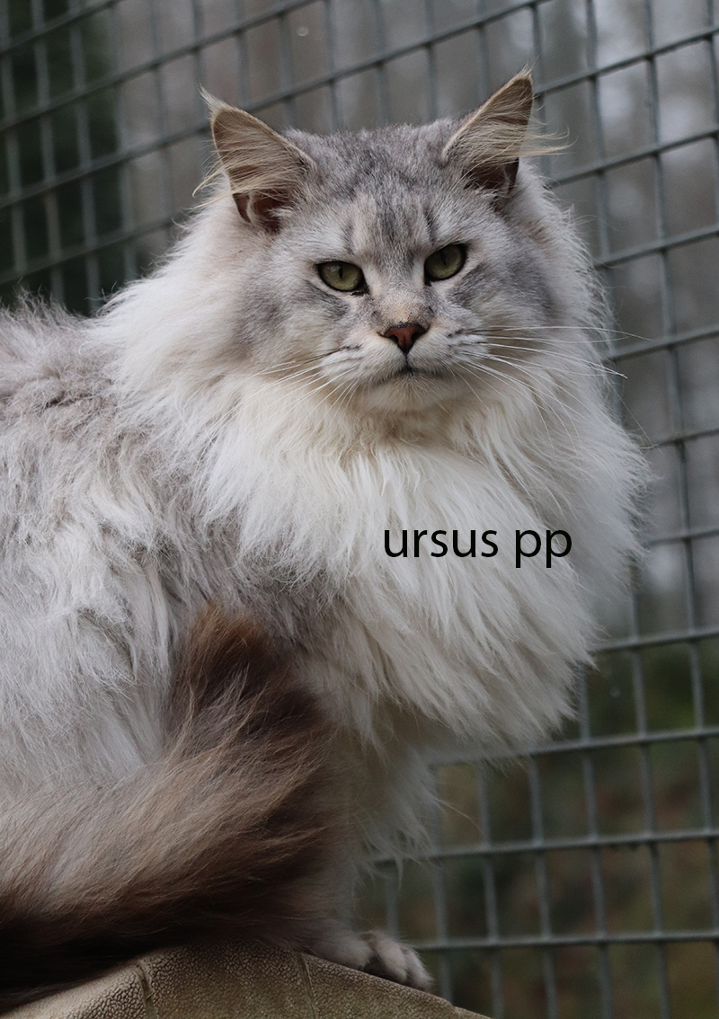 maine coon shaded polydactyle xxl 