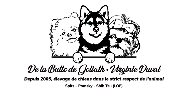 shih tzu, pomsky, spitz nain, pomeranien, petit spitz