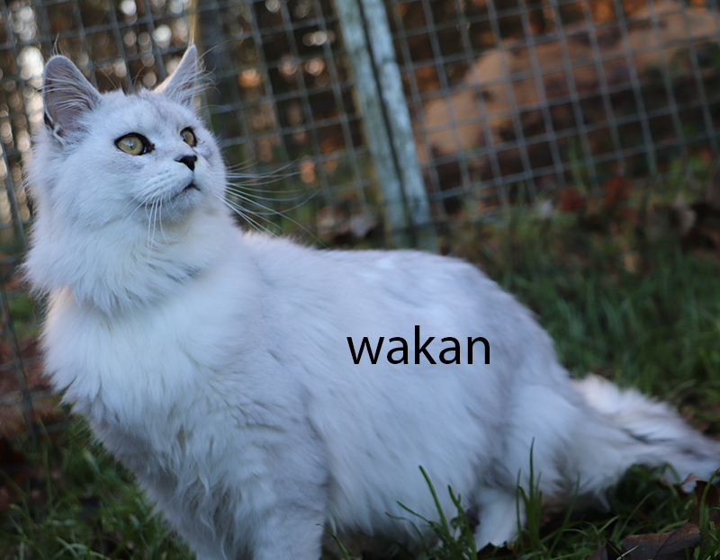 mâles maine coon LOOF, polydactyle ou classiques. Black draco, Somacoon, Des chevaliers noirs, des felins du maine, maine coon polydactyle, maine-coon pp, maine coon p, maine coon bretagne, main coon