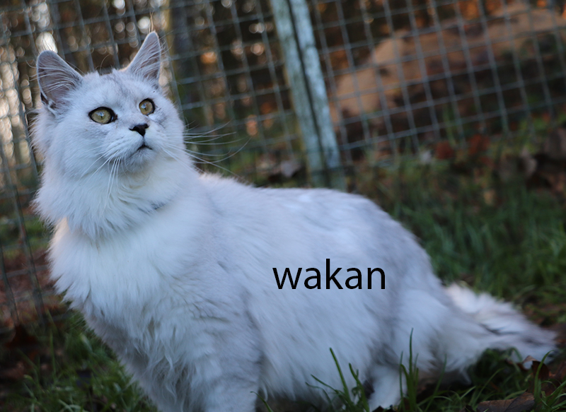 mâles maine coon LOOF, polydactyle ou classiques. Black draco, Somacoon, Des chevaliers noirs, des felins du maine, maine coon polydactyle, maine-coon pp, maine coon p, maine coon bretagne, main coon