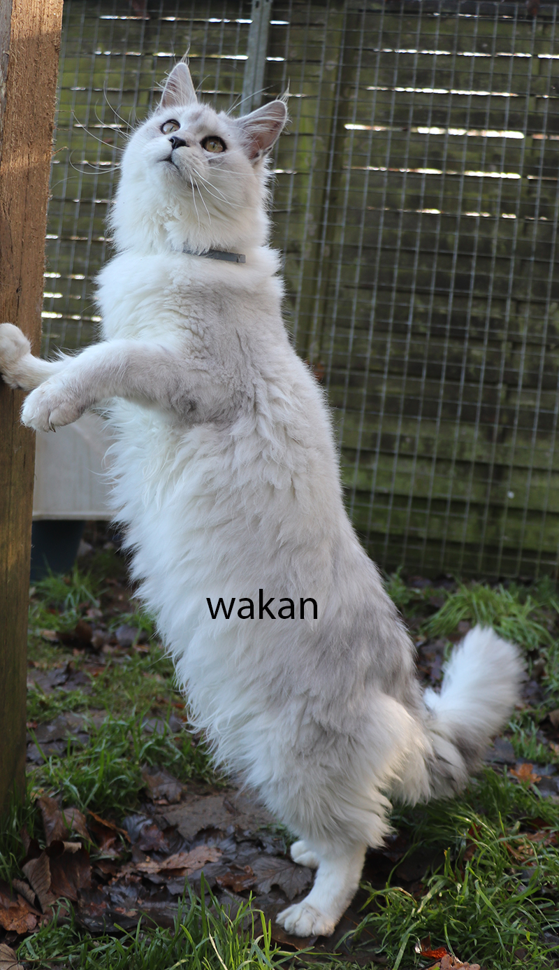 mâles maine coon LOOF, polydactyle ou classiques. Black draco, Somacoon, Des chevaliers noirs, des felins du maine, maine coon polydactyle, maine-coon pp, maine coon p, maine coon bretagne, main coon